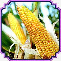 بذر ذرت مکزیکی - Sweet corn seed