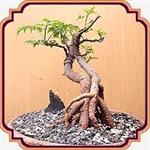 بذر مناسب بونسای زیتون تلخ - Melia azedarach bonsai seed