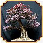 بذر مناسب بونسای درخت پر - Smoke tree bonsai seed