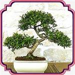 بذر مناسب بونسای مورد - Myrtle bonsai seed