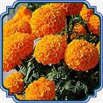 بذر گل جعفری (نارنجی) - Orange Marigold seed