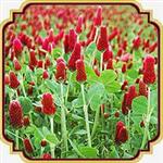 بذر شبدر لاکی - Crimson Clover seed