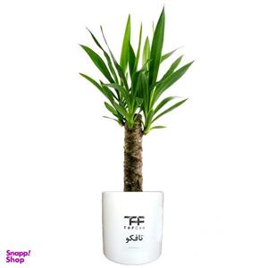 گیاه طبیعی یوکا تافکو مدل y1