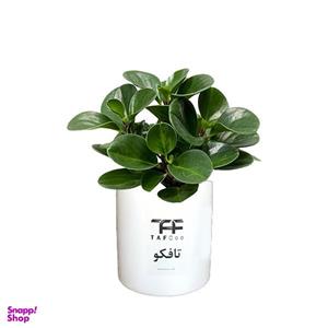 گل طبیعی قاشقی تافکو مدل s1