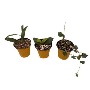 گیاه طبیعی هویا کد 081 بسته 3 عددی