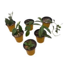 گیاه طبیعی هویا کد 088 بسته 6 عددی