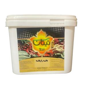 دانه رازیانه تیتان - 5 کیلوگرم