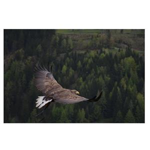 تابلو شاسی طرح عقاب کد 0316