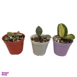 گیاه طبیعی هویا کد 086 بسته 3 عددی