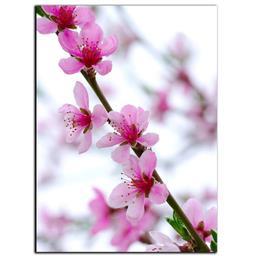 تابلو شاسی بکلیت طرح شکوفه بهاری مدل SH-S1121