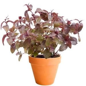 گیاه پرسیکاریا (اژدهای قرمز) – ‘Persicaria microcephala ‘Red Dragon