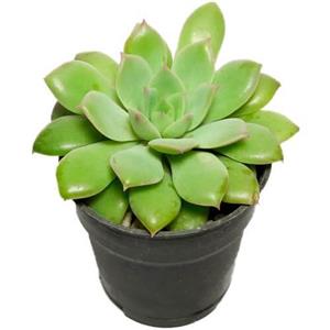 اچوریا سبز Echeveria 