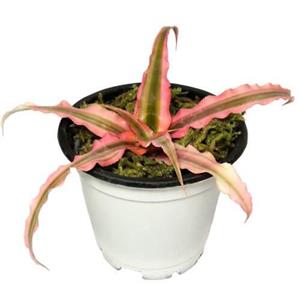 کریپتانتوس صورتی – Cryptanthus bivittatus 