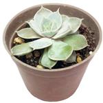 اچوریا لیلاسینا – Echeveria lilacina