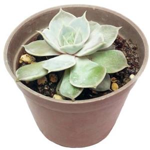 اچوریا لیلاسینا – Echeveria lilacina