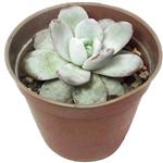 اچوریا لویی – Echeveria lauii