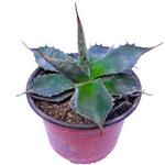 آگاو تیتانوتا – Agave Titanota