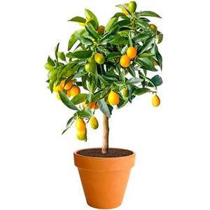 نهال کامکوات – Citrus japonica 