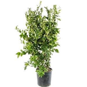 درخت یاس هلندی LIGUSTRUM japonicum Texanum 