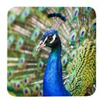 مگنت طرح پرنده طاووس کد G1024