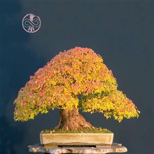 بذر درخت افرا زرد