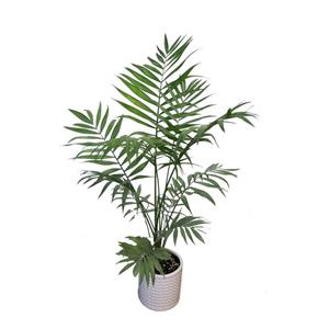 نخل زینتی شامادورا مدل مکزیکی