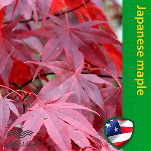 بذر افرا ژاپنی