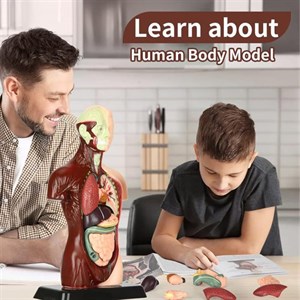 بازی آموزشی آسیا مدل آناتومی بدن