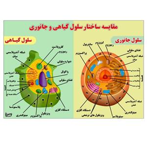 پوستر آموزشی مستر راد مدل مقایسه ساختار سلول گیاهی و جانوری کد fiory 2309