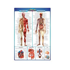 پوستر آموزشی مدل بدن انسان 