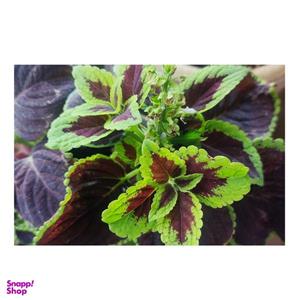 تابلو شاسی بکلیت طرح گل حسن یوسف مدل SH-s0100011