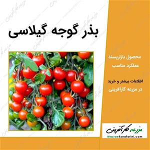 بذر گوجه گیلاسی قرمز چری مدل 085 