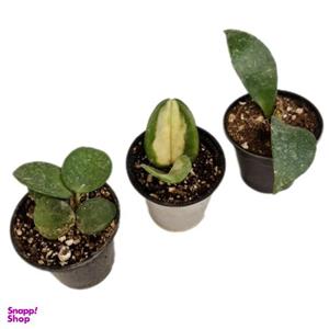 گیاه طبیعی هویا کد 082 بسته 3 عددی