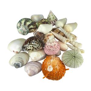 صدف و حلزون تزیینی مدل supper-mix بسته 25 عددی