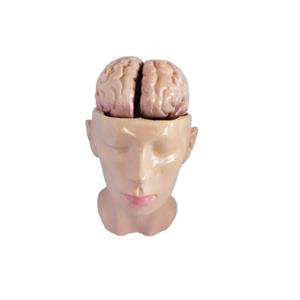 بازی آموزشی مدل مینی مولاژ نمایش مغز و کف جمجمه در سر