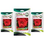 بذر گل ناز آفتابی پاکوتاه قرمز گلدانی گلبرگ پامچال کد GPF-089 مجموعه 3 عددی