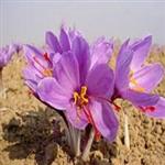 بررسی خصوصیات کمی گل و بنه زعفران (. Crocus sativus L) تحت تأثیر سیستم های تغذیه آلی، بیولوژیکی و شیمیایی در منطقه گناباد