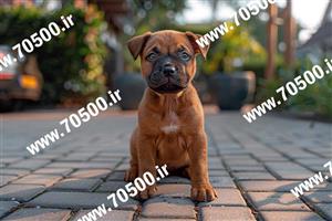 عکس با کیفیت سگ  قهوه ای
