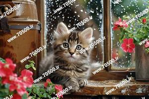بچه گربه کیوت