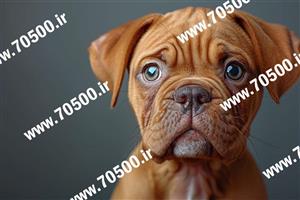 عکس با کیفیت سگ زیبای قهوه ای