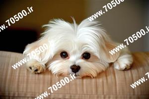 عکس با کیفیت سگ