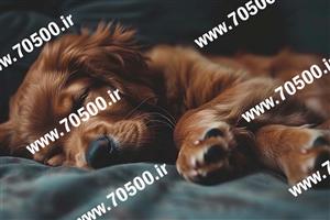 عکس با کیفیت سگ  خواب