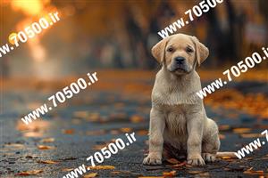 عکس با کیفیت سگ