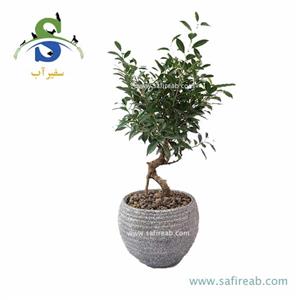 بونسای فیکوس کد M0802