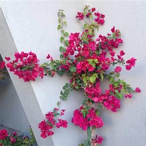 بذر خزنده مکزیکی 2 عددی