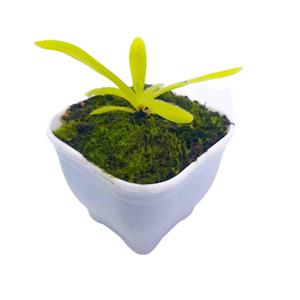 گیاه طبیعی پینگوییکولا مدل افرودیت حشره خوار کد 01