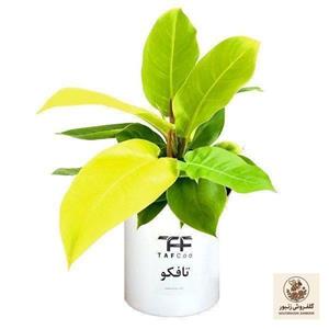 گل طبیعی فیلودندرون نئون  تافکو مدل لیمویی کد 2x