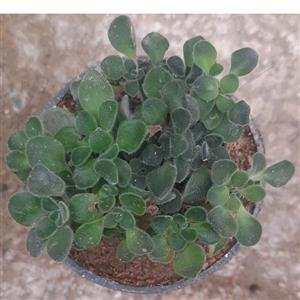 گیاه طبیعی ساکولنت هاورتیا مدل 05