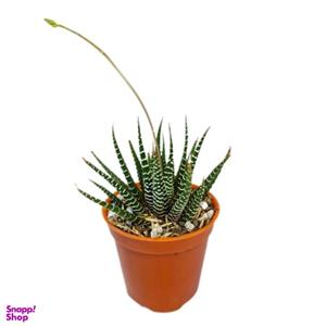 گیاه طبیعی ساکولنت هاورتیا مدل 05