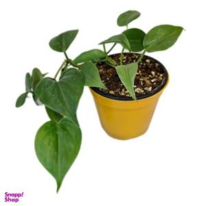 گیاه طبیعی اسکاندیس مدل 05
